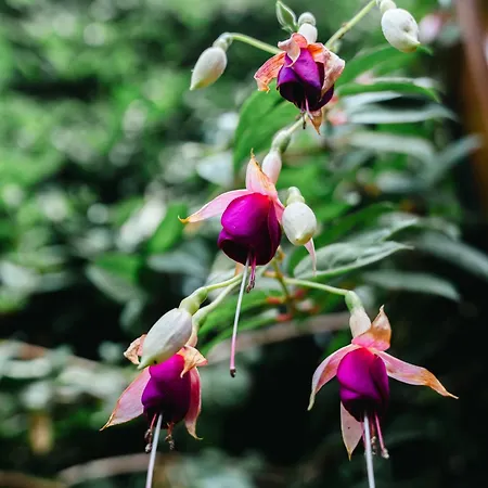 Terra Vivaz - Ribeira 4* Ribeira Grande