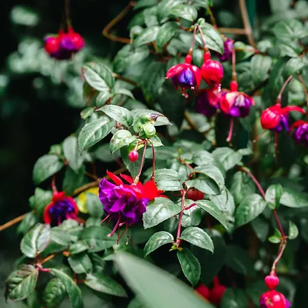 Terra Vivaz - Ribeira Ribeira Grande