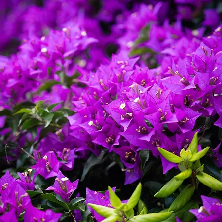 Terra Vivaz - Ribeira Pensionat Ribeira Grande