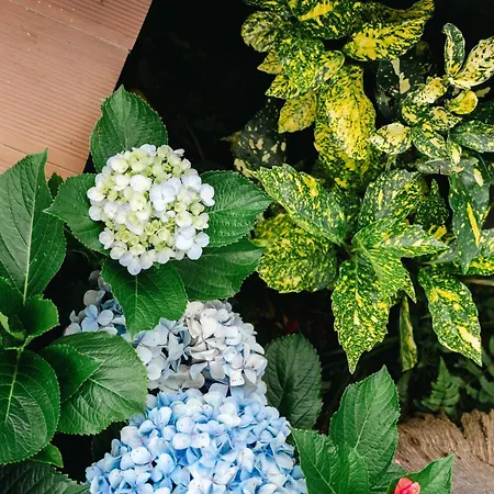 Terra Vivaz - Ribeira Penzion