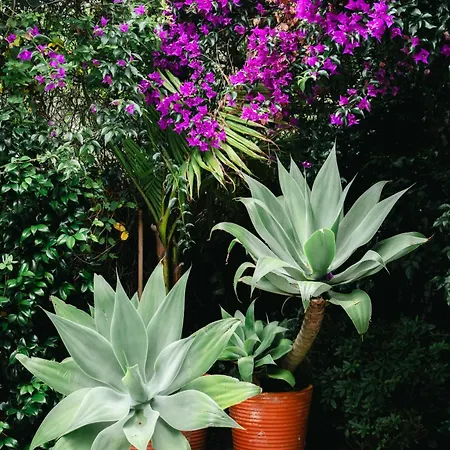 Penzion Terra Vivaz - Ribeira 4*