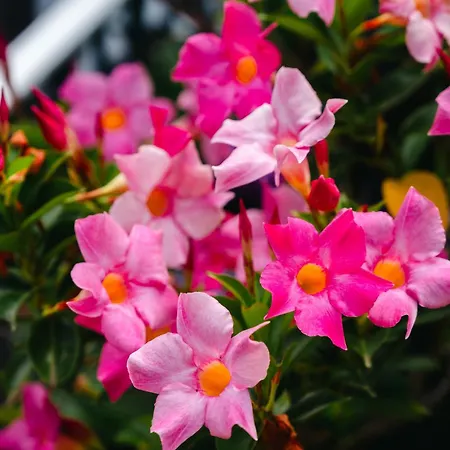 Terra Vivaz - Ribeira Penzion Ribeira Grande