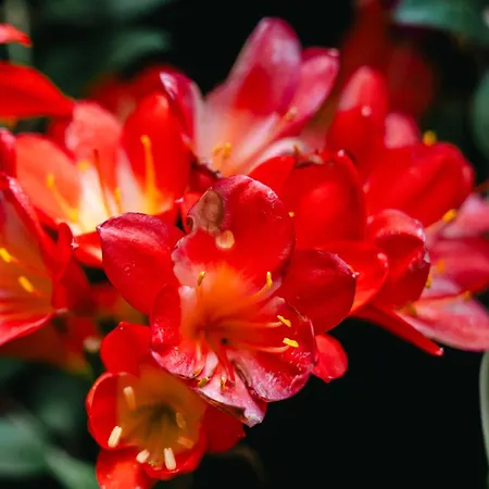 Terra Vivaz - Ribeira 4*