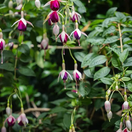 Terra Vivaz - Ribeira Penzion