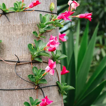 Terra Vivaz - Ribeira Penzion