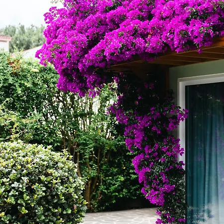 Terra Vivaz - Ribeira Penzion