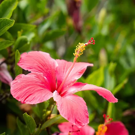 ゲストハウス Terra Vivaz - Ribeira